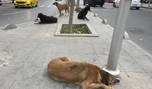 Esenyurt sakinleri, sahipsiz köpek sorununun çözülmesini istiyor