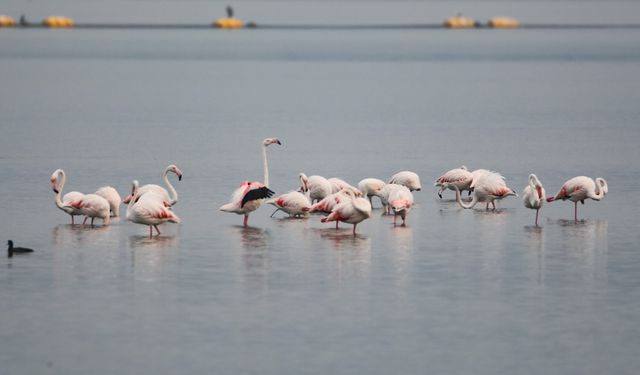 İzmit Körfezi flamingoları ağırlıyor