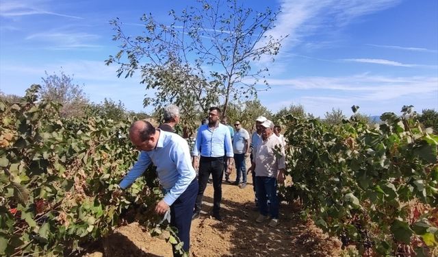 Tekirdağ Tarım ve Orman Müdürü Öcal bağ bozumuna katıldı