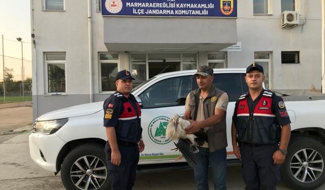 Tekirdağ'da yaralı halde bulunan leylek tedavi ediliyor