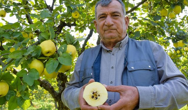 Bilecik'te hasadına başlanan Osmaneli ayvasında 10 bin ton rekolte bekleniyor