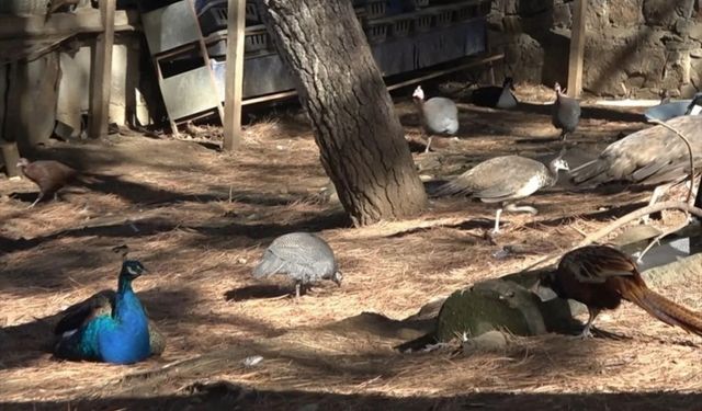 Çınarcık'taki Doğa Eğitim Merkezi'ndeki tavus kuşu, Tokat tavuğunun yavrusuna da annelik yapıyor