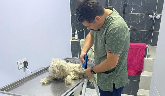 Edirne'de hayvan barınağı kapısına bırakılan yaralı köpekler tedaviye alındı