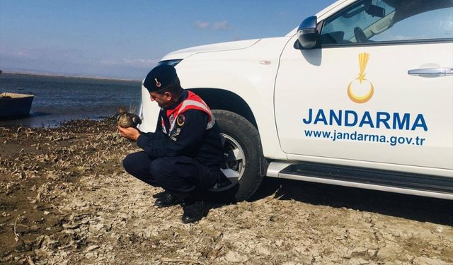 Edirne'de jandarmanın bulduğu yaralı yaban ördeği tedavi edilip doğaya salınacak