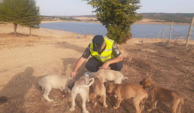 Edirne'de jandarmanın gölet yakınında bulduğu yavru köpekler korumaya alındı