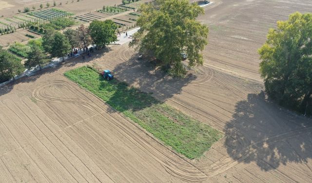 "Efsane renk" Edirne kırmızısının elde edildiği kök boya bitkisinin hasadı yapıldı