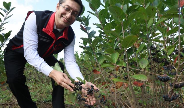 Sakarya'da alternatif ürün aronyanın hasadı devam ediyor