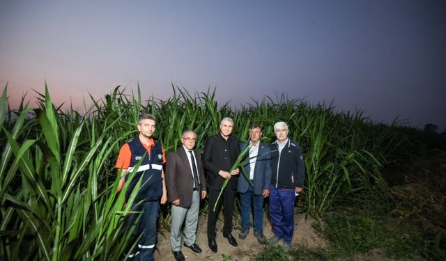 Sakarya'da "pakong" üretimiyle silaj maliyetinin düşürülüp hayvancılığın geliştirilmesi hedefleniyor