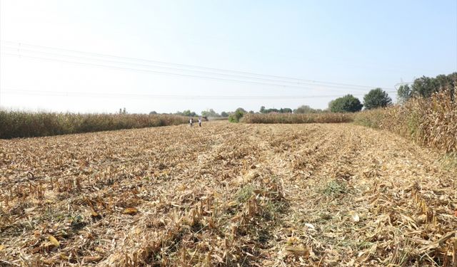 Sakarya'da silajlık mısır hasadı sürüyor