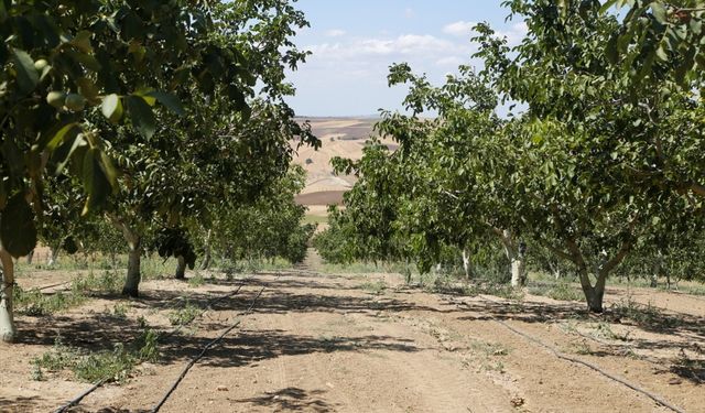 Tekirdağ'da çiftçiler damla sulamayla ürünlerinin verimini artırıyor