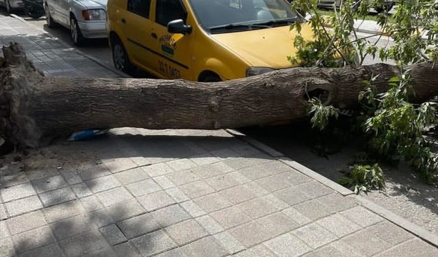 TEMA Edirne'de bakımsızlıktan çürüyen ağaçlar için önlem alınmasını istedi