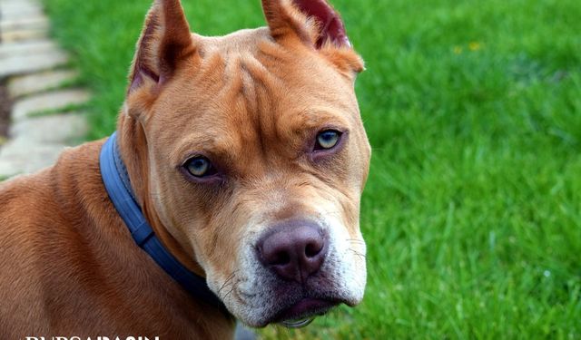 Avcılar'da Pitbull Saldırısı: Sürüye Saldıran Kişiye 33.399 TL Ceza