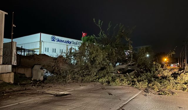 Bursa'da Kuvvetli Lodos Felaketi: Ağaçlar Yolda, Çatılar Uçtu