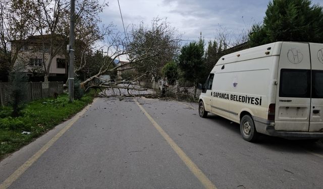 Sapanca'da şiddetli rüzgar nedeniyle devrilen ağaç elektrik hatlarını kopardı