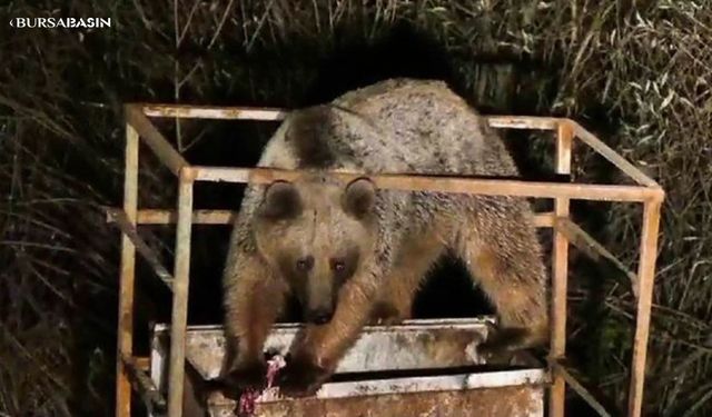 Tunceli Pülümür'de Yiyecek Arayan Anne ve Yavru Ayılar Kent Merkezine İndi