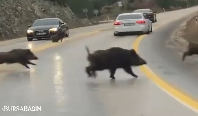 Bursa'da Aç Domuzlar Karayola İniş Yaptı, Şehir Trafiğini Karıştırdı