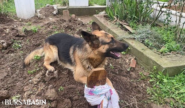 İznik'te Vefat Eden Zeliha Yılmaz'ın Köpeği Mezarından Ayrılmıyor
