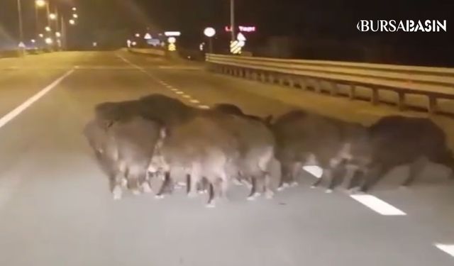 Mudanya'da Anayolu Basan Domuz Sürüsü Trafiği Tehlikeye Soktu