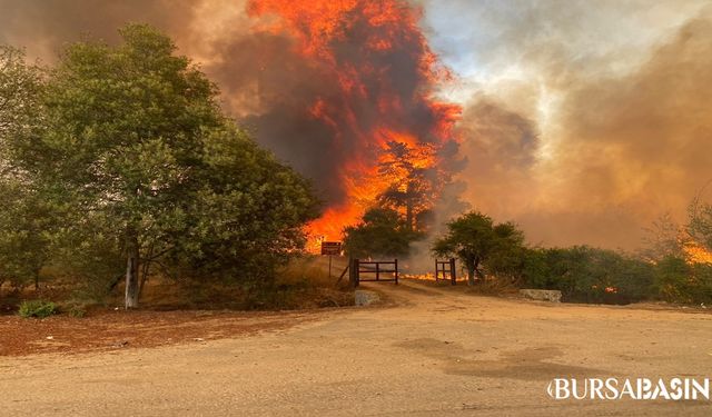 Şili'deki Orman Yangınlarında 10 Kişi Hayatını Kaybetti