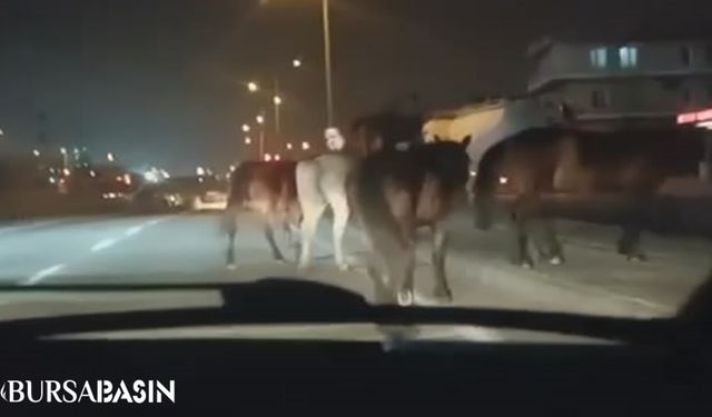 Bursa'da Başıboş Atlar Yola Çıkarak Kaza Yarattı