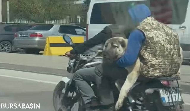 Motosikletli Şahısların Kangal Köpeği ile Tehlikeli Sürüşü Tepki Topladı