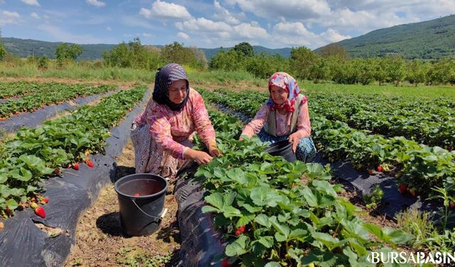 İnegöl'de Kurşunlu Çileği Hasadı Başladı