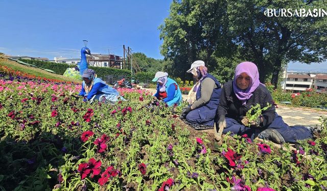 Osmangazi Belediyesi Yaz Aylarında 338 Bin Çiçeği Toprağa Dikiyor