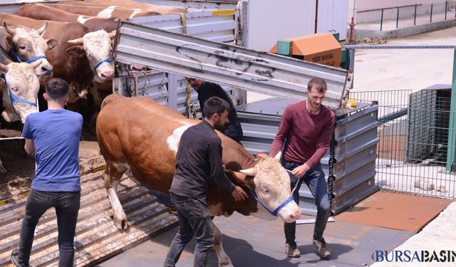 İnegöl'de Kurban Bayramı Öncesi Hayvan Pazarı Açıldı