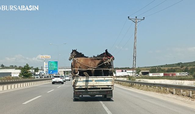 Bursa'da Kamyonetin kasasına 5 adet at sığdırdı