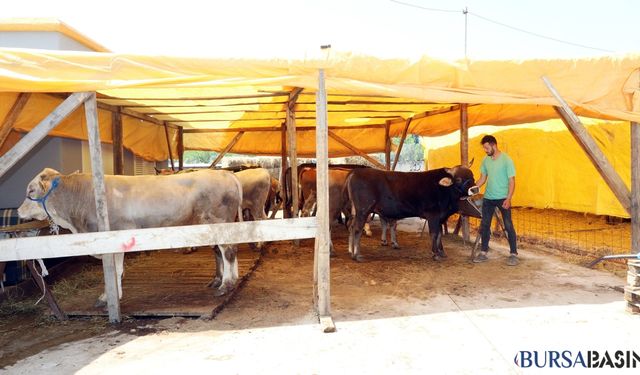 Mudanya'da Yeni Kurban Pazarı Açıldı