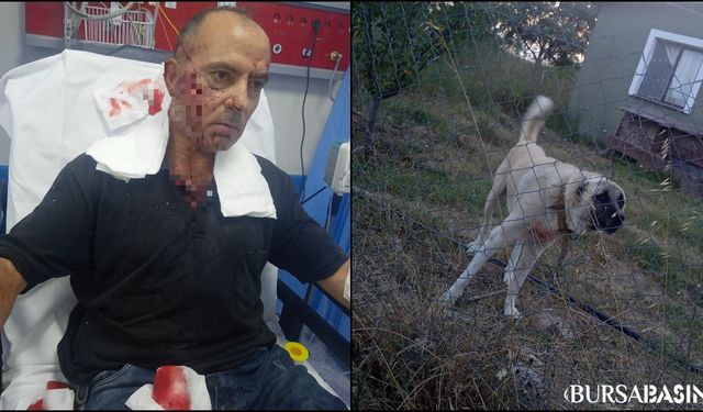 Nilüfer'de Köpeğin Saldırısına Uğrayan Adam Ağır Yaralandı