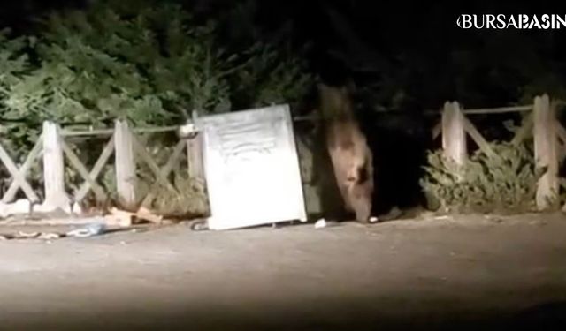 Uludağ'da Aç Kalan Ayı Çöp Konteynerini Devirdi