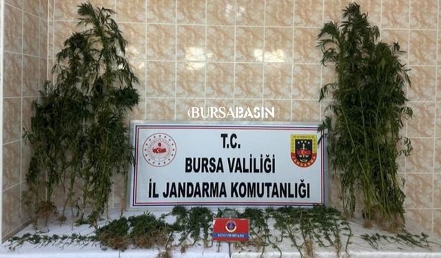 İznik'te Uyuşturucu Yetiştiren Şahıs Yakalandı