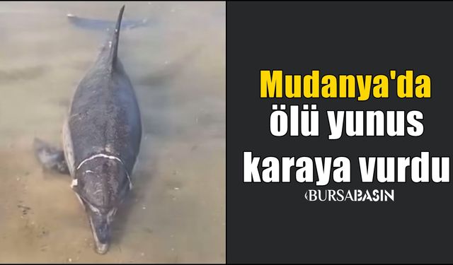 Mudanya'da Karaya Vuran Yunus Ekipleri Harekete Geçirdi