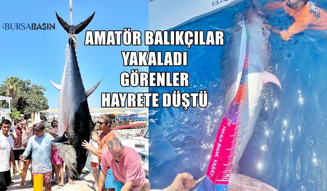 Amatör Balıkçılar 370 Kiloluk Orkinos Yakaladı