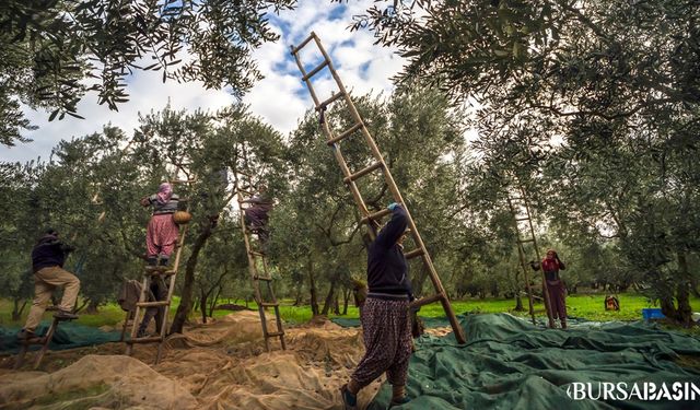 Marmarabirlik'te Rekolte Beyanı Alımları Sürüyor