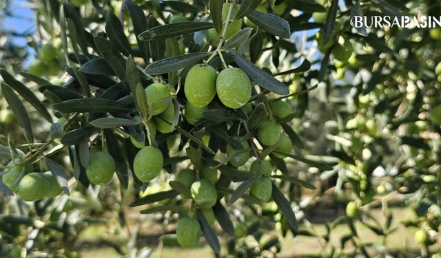 Orhangazi Ziraat Odası, 2024 Zeytin Üretim Maliyetlerini Açıkladı