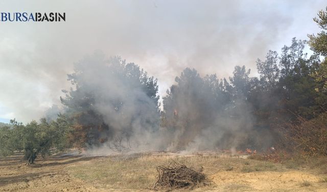 Mudanya’da Orman Yangını Kontrol Altına Alındı