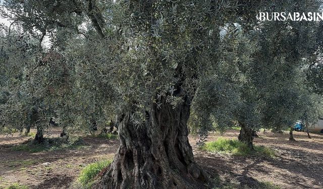 İznik'teki 1700 Yıllık Zeytin Ağaçları Tarihe Tanıklık Ediyor