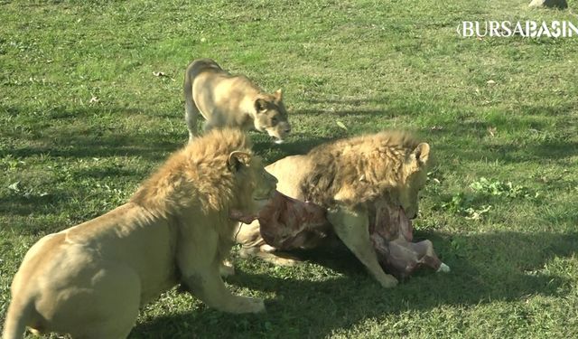 Bursa Hayvanat Bahçesi'nde Aslan Şov