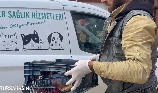 İznik'te Yaralı Köpeğe Zabıta Ekipleri Sahip Çıktı