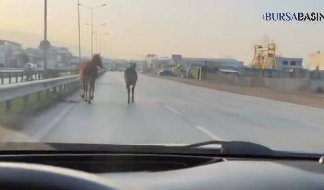 Bursa'da Başıboş Atlar Anayolda Tehlike Yarattı