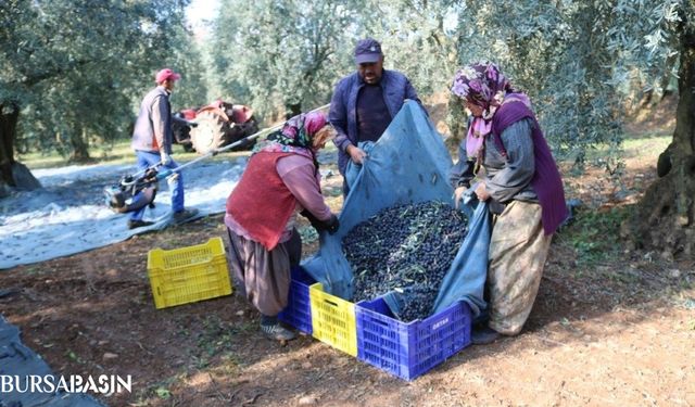 Zeytinyağı İhracatı Rekor Kırdı