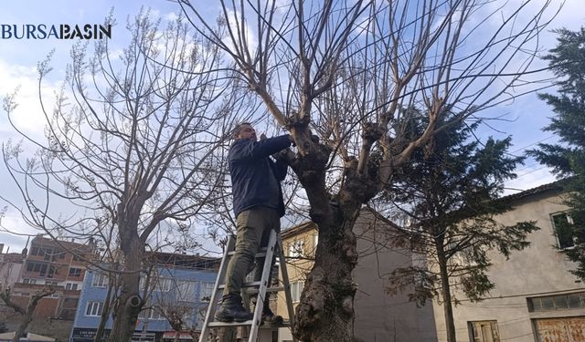 Gemlik Belediyesi'nden Yeşil Alan ve Temizlik Çalışmaları