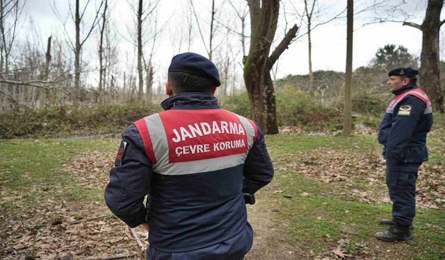 Firar Eden Ayı İçin Hava ve Karadan Arama Çalışması