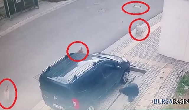 Orhangazi’de Başsız Köpekler, Öğrenciye Saldırdı