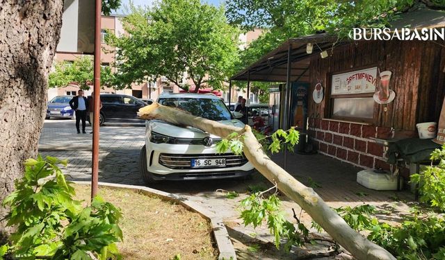 Mustafakemalpaşa'da Çınar Dalı Araca Düşerek Hasar Verdi