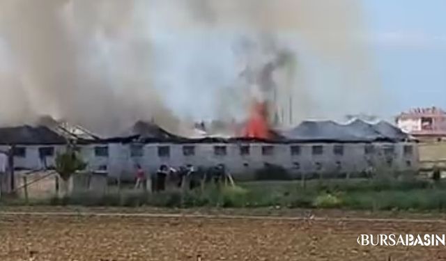 Bursa’da Hayvan Çiftliğinde Korkutan Yangın
