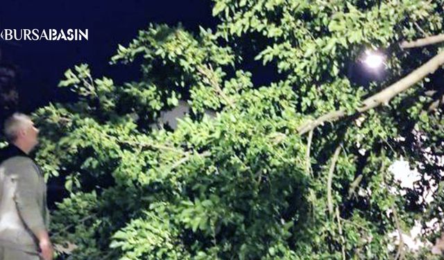 Mudanya’da Dut Ağacı Gece Yarısı Devrildi