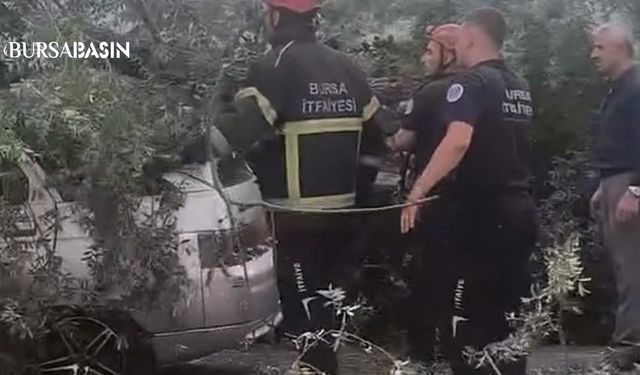 İnegöl’de Lodos Ağacı Devirdi, Araç Hasar Gördü